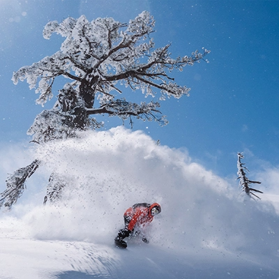 HEAD snowboarder under a tree